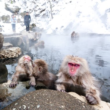 Tokyo, Japonya - 2 Ocak 2010: Japonya 'daki Jigokudani Maymun Parkı' nda kar maymunlarının fotoğrafını çeken turistler. Japon makağı kaplıcada oturuyor..