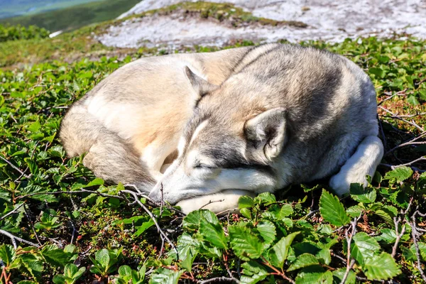 Husky อนบนหญ าในว นฤด อนท — ภาพถ่ายสต็อก