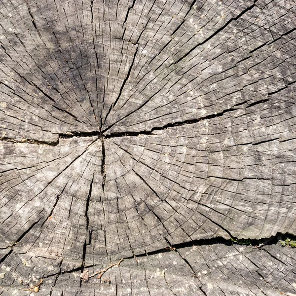 Čtvercová Dřevěná Textura Hrubého Starého Kulatého Vykáceného Dubu Prasklinami Ročními — Stock fotografie