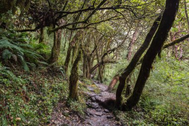 Yeşil tropikal ormanda taş patika. Nepal 'de yağmur ormanı, Himalaya