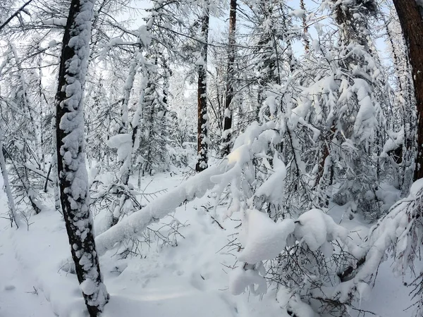 Paisagem nevada com abeto coberto de neve — Fotografia de Stock