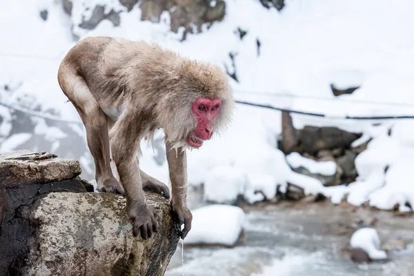 Snow Monkey Jumping Hot Spring Jigokudani Yaen Koen Wild Snow — Stock fotografie