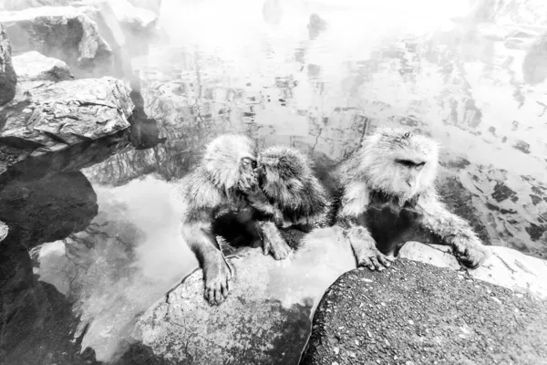 Χιόνι Μαϊμού Ιαπωνική Μακάκος Οικογένεια Κάθεται Μια Θερμή Πηγή Ιαπωνία — Φωτογραφία Αρχείου