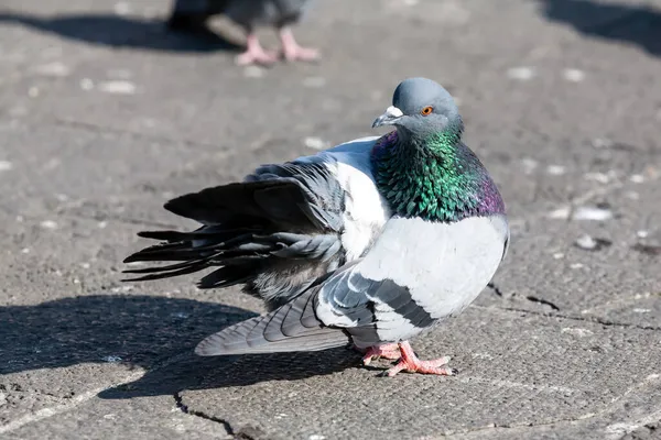 城里柏油路上的鸽子 街上站着灰色的鸽子 — 图库照片