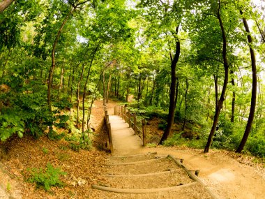Gizemli bir ormanın içindeki patika. Balık gözü resmi.