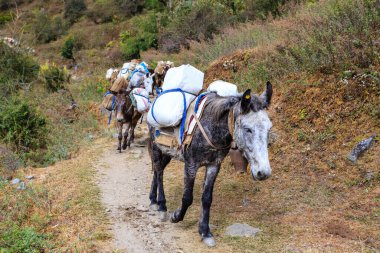 Uzun, yorgun katır kervanı Himalaya yolunu takip ediyor. Nepal, Himalaya.