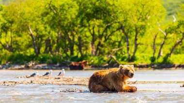 Kurile gölünde balık tutan kahverengi ayı ya da Ursus arctos beringianus. Kamçatka, Rusya