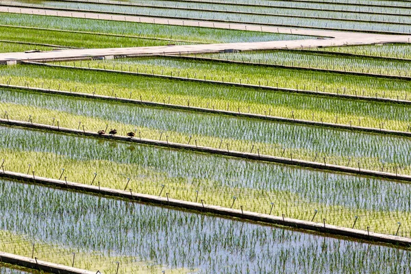 一排排笔直的绿色亚洲稻田的近景 自然背景 — 图库照片