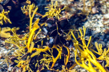 Sığ sularda deniz kabukları ve yosunlar. Resmi kapat.