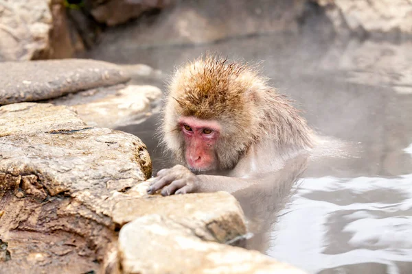 Bonito Macaco Neve Japonês Olhando Para Sua Pata Sentado Uma — Fotografia de Stock