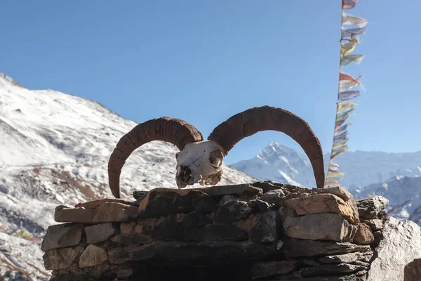 Koponya Egy Állat Ima Buddhista Zászlók Lengő Szél Nepál Himalája — Stock Fotó