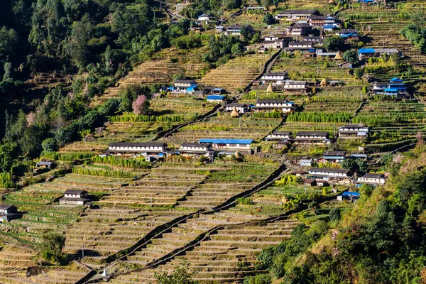 Village Montagne Asiatique Champs Ghandruk Terrasse Automne Népal Himalaya Zone — Photo