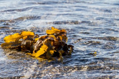 Sığ sularda yosun. Resmi kapat.