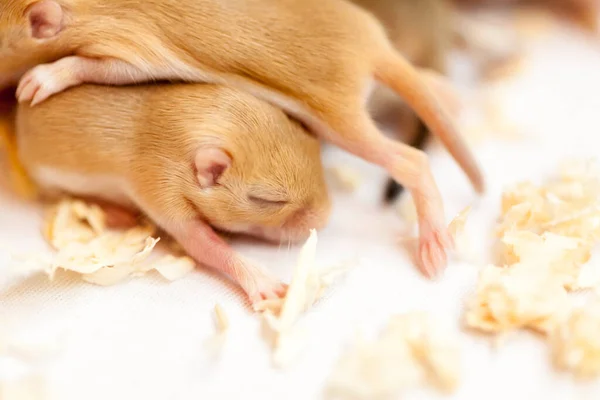 Nahaufnahme Bild Von Kleinen Niedlichen Mäuse Babys Die Zusammengekauert Schlafen — Stockfoto