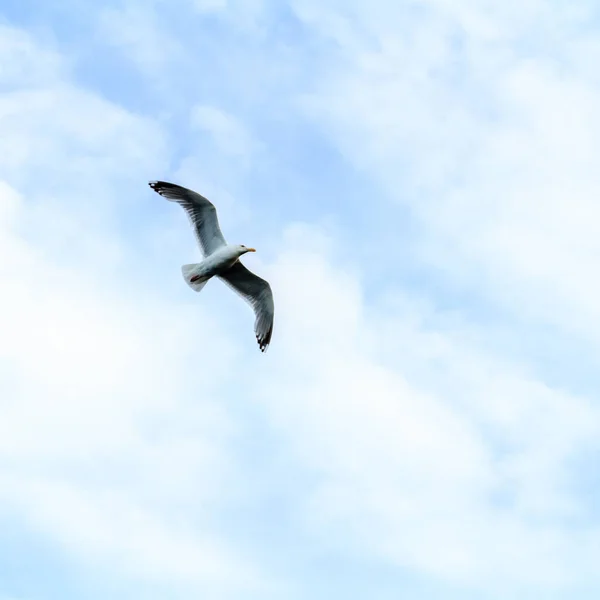 Libertad Gaviota Volando Cielo Azul Sobre Mar — Foto de Stock