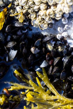 Sığ sularda deniz yosunu ve yumuşakçalar, görüntüyü kapatın.