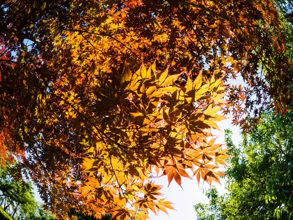 Folhas Vermelhas Bordo Brilhando Nos Raios Sol Imagem Fisheye — Fotografia de Stock