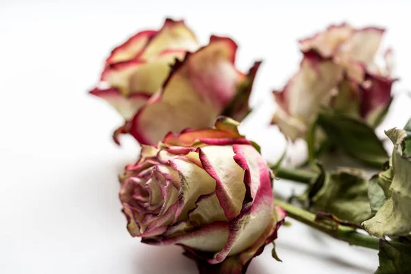 Dode Lelijke Rozen Witte Achtergrond Afbeelding Sluiten Stockfoto