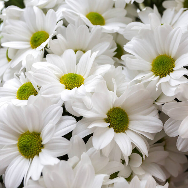 White gentle soft daisy flowers. Wedding romantic concept. Floral background.