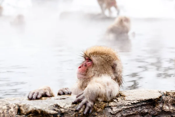 Bonito Macaco Neve Japonês Sentado Uma Fonte Termal Prefeitura Nagano — Fotografia de Stock