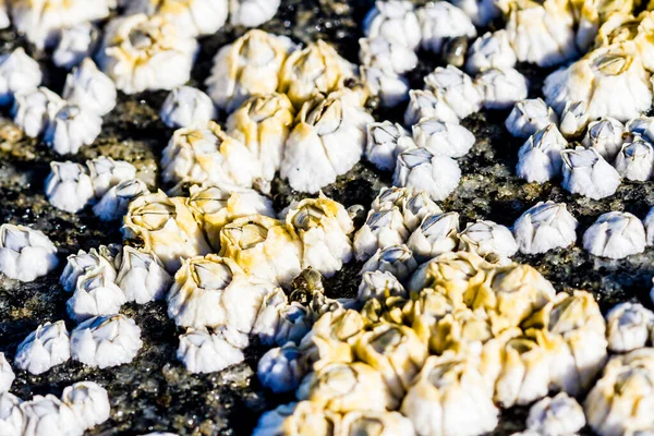 stock image Sea mollusks in shallow sea water. Closeup image.