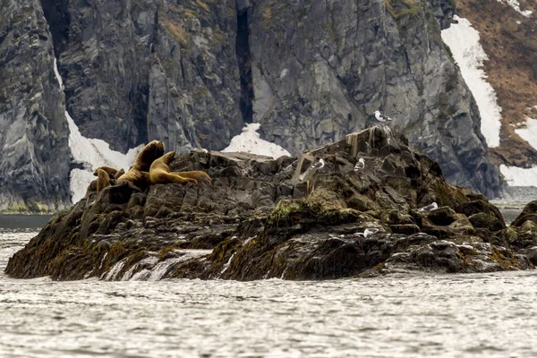 Colônia Leões Marinhos Eumetopias Jubatus Rocha Rússia Kamchatka Nas Proximidades — Fotografia de Stock