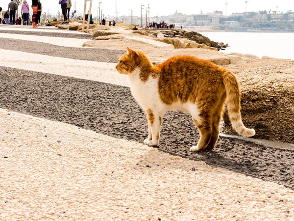 Gato Vermelho Com Manchas Brancas Praia Tel Baruch Tel Aviv — Fotografia de Stock