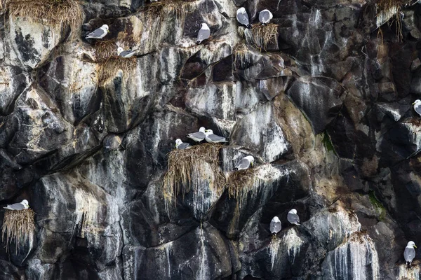 Gaviotas Sentadas Los Nidos Colonia Gaviotas Roca Península Kamchatka Cerca —  Fotos de Stock