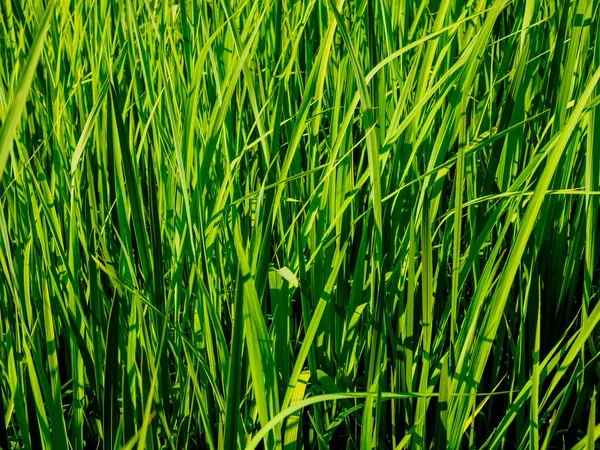 Rumput Hijau Cerah Hari Yang Cerah Latar Belakang Hijau Alami — Stok Foto