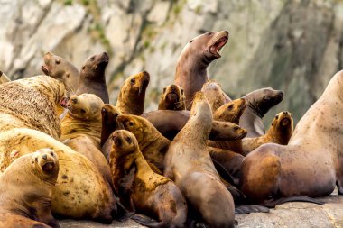 Rusya, Kamçatka, Kekurny Burnu yakınlarındaki kayalıklarda (Eumetopias jubatus) deniz aslanları kolonisi.