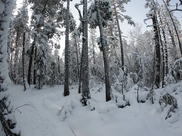 Snöigt landskap med gran täckt med snö — Stockfoto