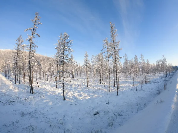 Winterbos, besneeuwde dennenbomen aan de zijkant van de berg, Kolyma, Rusland — Stockfoto