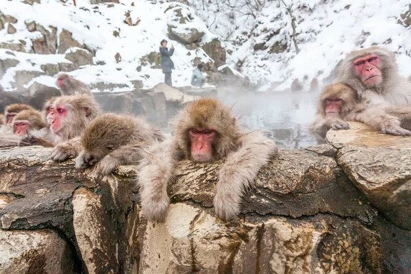 Grupo de monos de nieve que duermen en una fuente termal, Japón. — Foto de Stock