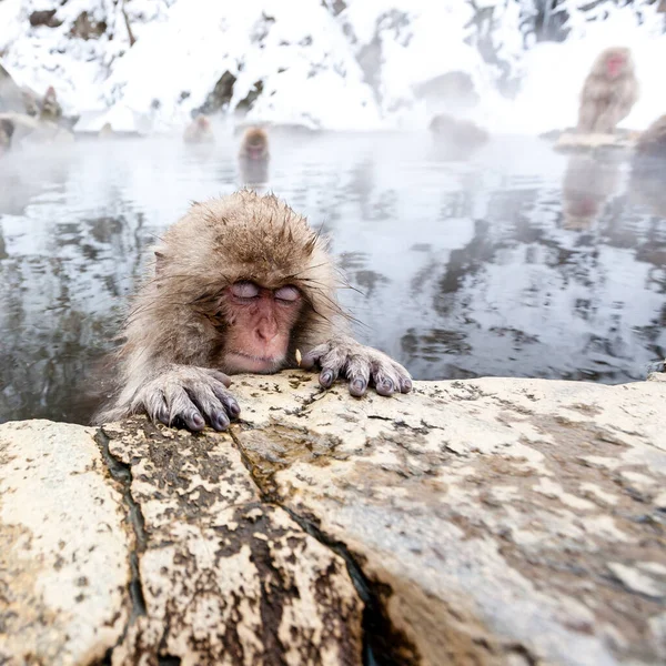 Pequeño Mono Nieve Japonés Lindo Durmiendo Una Fuente Termal Yudanaka — Foto de Stock