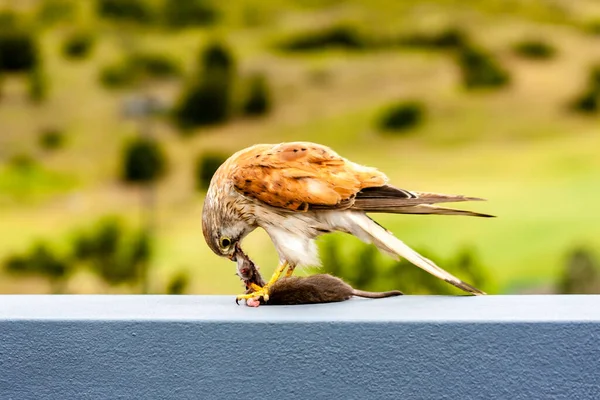 Australische Torenvalk Nankeen Kestrel Falco Cenchroides Die Muizen Eet Stockafbeelding