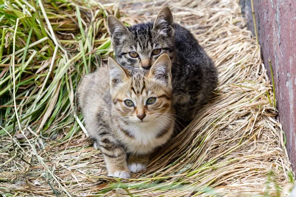 Two Little Striped Scared Homeless Kittens Sitting Wall House — Fotografia de Stock