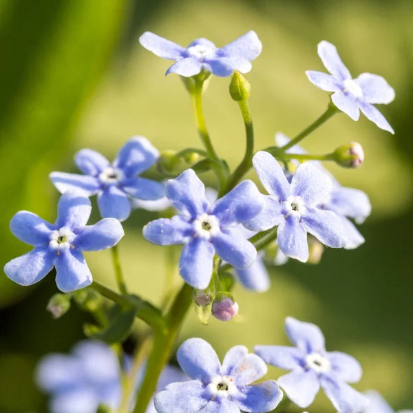 Gentle Blue Flowers Forget Myosotis Sylvatica Green Natural Background — стоковое фото