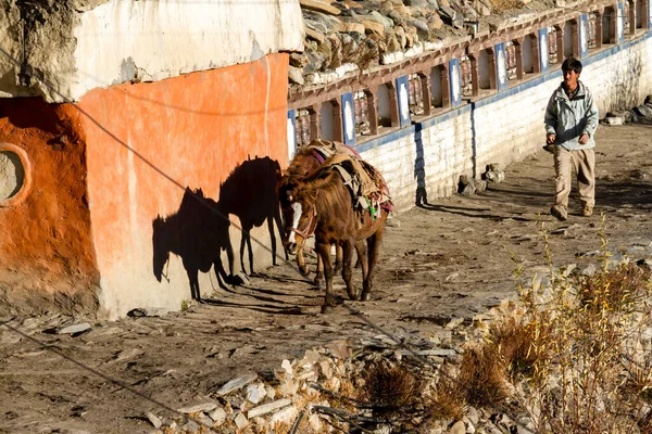 Jharkot Nepal November 2015 Nepali Man Leading Two Mules Village — Foto Stock