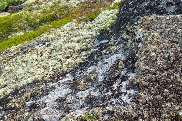 Bright Black White Moss Lichen Tundra Moss Background Nature Selective — Stock Fotó