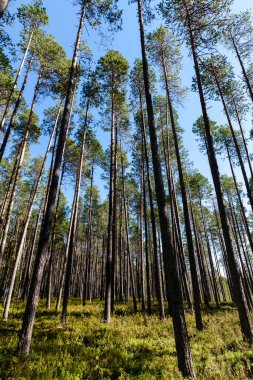 Güneşli bir yaz gününde uzun bir çam ormanı. Karelia, Rusya