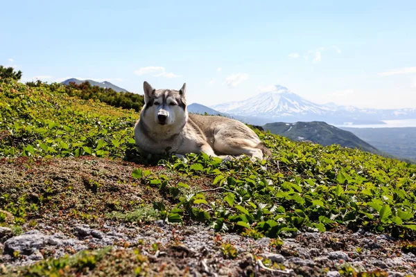 Husky อนบนหญ นหล งของภ เขาในว นฤด อนท — ภาพถ่ายสต็อก