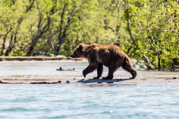 Bruine Beer Ursus Arctos Beringianus Aan Het Vissen Het Kurile — Stockfoto