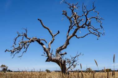 Avustralya çölünde yapayalnız bir ağaç, Kuzey Bölgesi, balık gözü merceği.