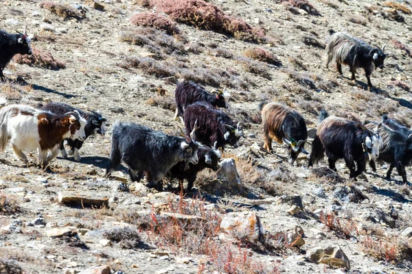 群山中的野山羊 尼泊尔山区野生动物 — 图库照片