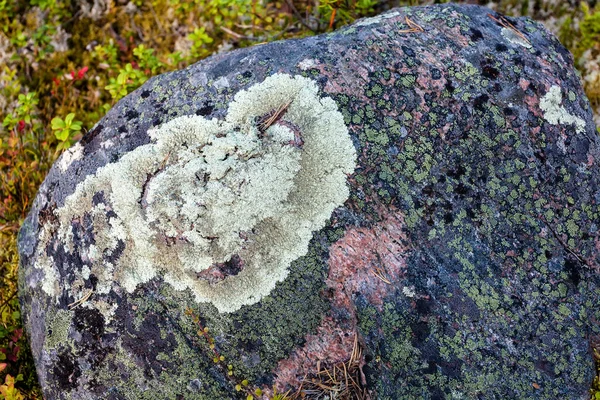 Zuzmók Lichenes Nagy Fenyőerdőben — Stock Fotó