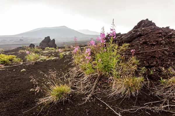 Paisaje Volcánico Cerca Del Volcán Tolbachik Clima Nublado Península Kamchatka — Foto de Stock