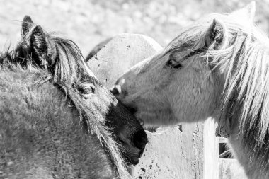 İki atın portresi. Görüntüyü kapat. Nepal, Himalayalar