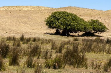 Avustralya 'da taşra yolunun yanında iki incir ağacı var.