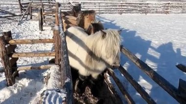 Atlar kışın otlakta dikiliyor.