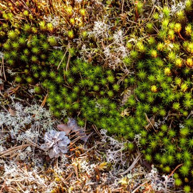 Çam ormanında güzel yeşil yosun ve liken